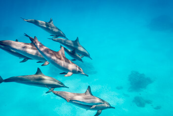 Pleine conscience, séjour en maer te nage avec les dauphins